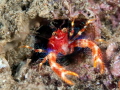   Bugeyed Squat Lobster aka RoboCon. Lives vacated tube worm hole. Found this one front Atlantis Resort Dumaguette PH Bug-eyed Bug eyed "RoboCon"). "RoboCon") hole  